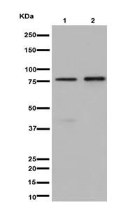 Western blot - Anti-SCIN antibody [EPR16309] (AB191396)
