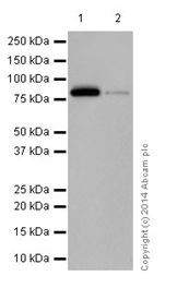 Western blot - Anti-SCIN antibody [EPR16310] - C-terminal (AB199723), expandable thumbnail