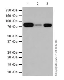 Western blot - Anti-SCIN antibody [EPR16310] - C-terminal (AB199723)