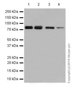 Western blot - Anti-SCIN antibody [EPR16310] - C-terminal (AB199723), expandable thumbnail