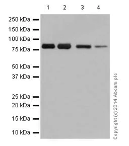 Western blot - Anti-SCIN antibody [EPR16310] - C-terminal (AB199723)