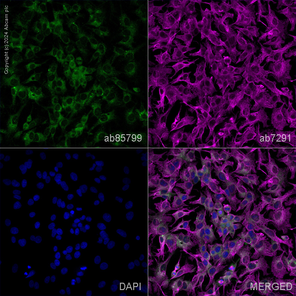 Immunocytochemistry/ Immunofluorescence - Anti-Sclerostin antibody (AB85799)