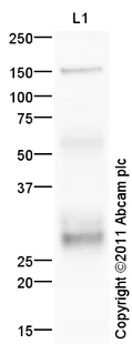 Western blot - Anti-Sclerostin antibody (AB85799)