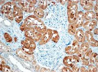 Immunohistochemistry (Formalin/PFA-fixed paraffin-embedded sections) - Anti-Sclerostin antibody - C-terminal (AB194940)