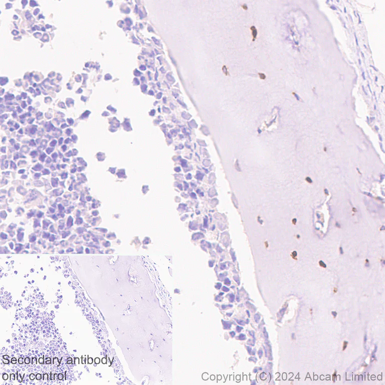 Immunohistochemistry (Formalin/PFA-fixed paraffin-embedded sections) - Anti-Sclerostin antibody [EPR28892-591] - BSA and Azide free (AB326597)