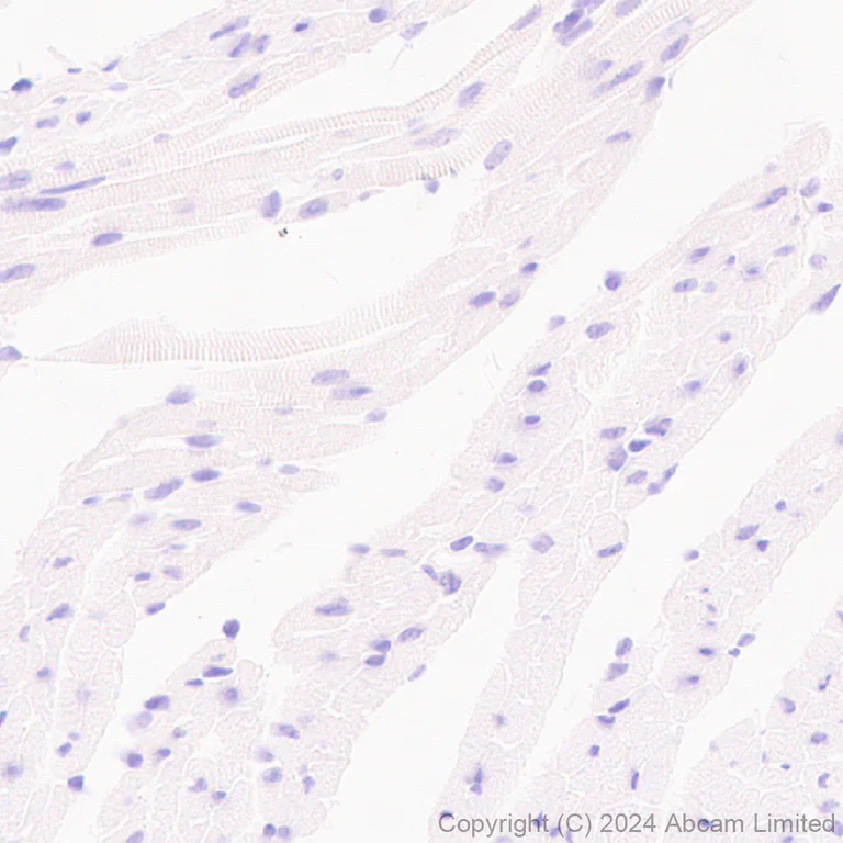 Immunohistochemistry (Formalin/PFA-fixed paraffin-embedded sections) - Anti-Sclerostin antibody [EPR28892-591] - BSA and Azide free (AB326597)