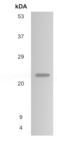 Western blot - Anti-Sclerostin antibody [MM0556-9N13] (AB89733)