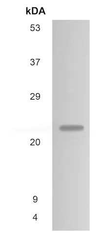 Western blot - Anti-Sclerostin antibody [MM0556-9N13] (AB89733)