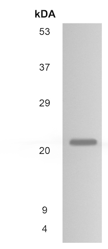 Western blot - Anti-Sclerostin antibody [RM0129-4D77] (AB86465), expandable thumbnail