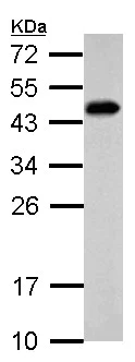 Western blot - Anti-SCML4 antibody (AB154011)
