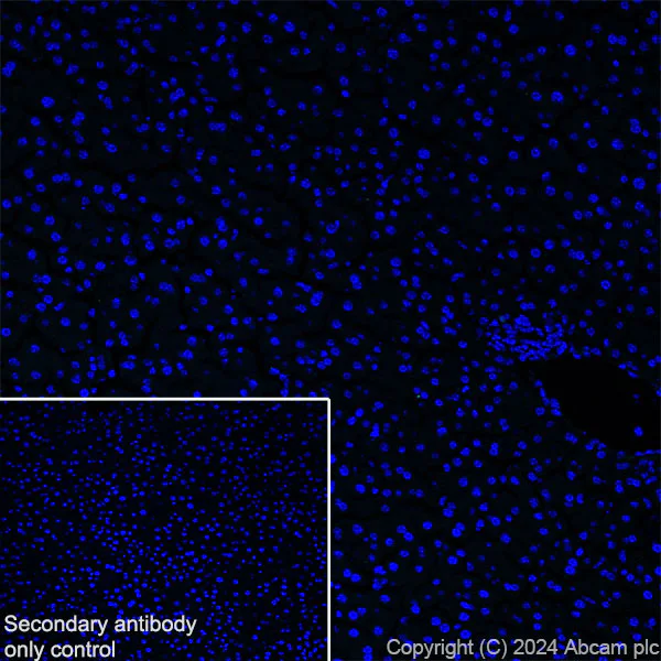Immunohistochemistry (Frozen sections) - Anti-SCN11A antibody [EPR28603-66] - BSA and Azide free (AB316325)