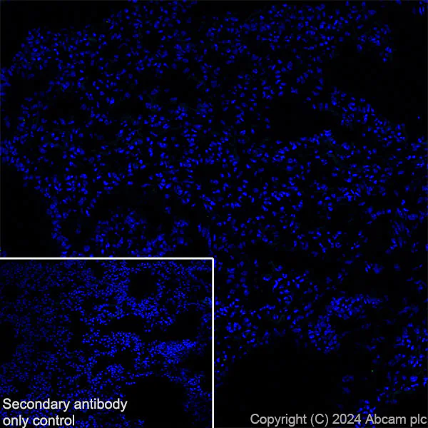 Immunohistochemistry (Frozen sections) - Anti-SCN11A antibody [EPR28603-66] - BSA and Azide free (AB316325)