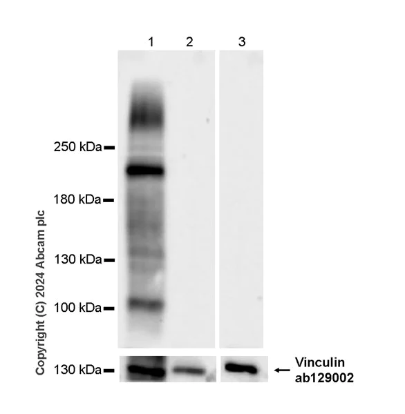 Western blot - Anti-SCN11A antibody [EPR28603-66] - BSA and Azide free (AB316325)