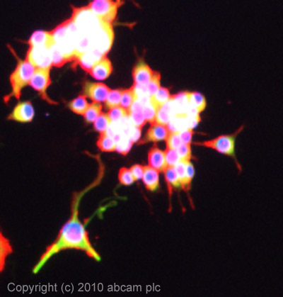 Immunocytochemistry/ Immunofluorescence - Anti-Scn1a antibody (AB24820), expandable thumbnail