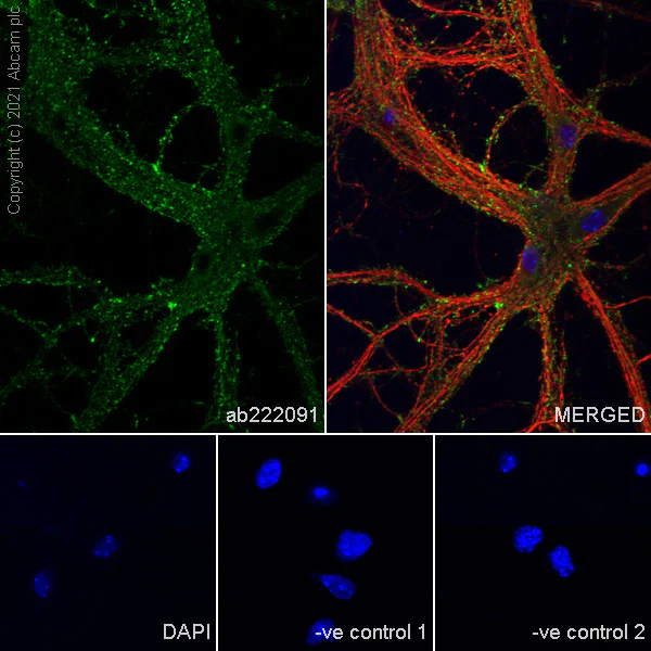 Immunocytochemistry/ Immunofluorescence - Anti-Scn1a antibody [EPR22326-112] - BSA and Azide free (AB281839)