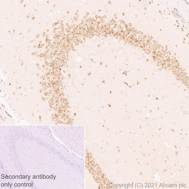 Immunohistochemistry (Formalin/PFA-fixed paraffin-embedded sections) - Anti-Scn1a antibody [EPR22326-112] - BSA and Azide free (AB281839)