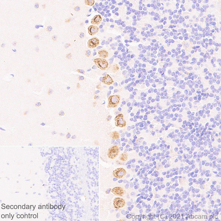 Immunohistochemistry (Formalin/PFA-fixed paraffin-embedded sections) - Anti-Scn1a antibody [EPR22326-112] - BSA and Azide free (AB281839)