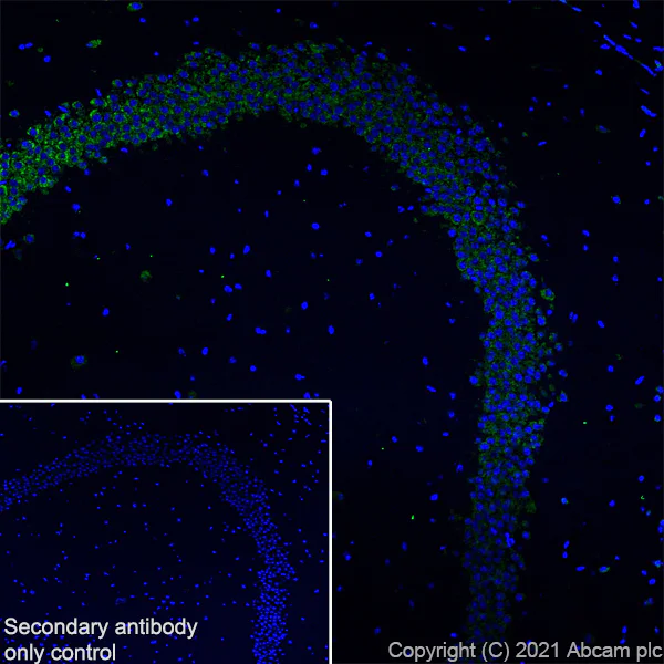 Immunohistochemistry (Frozen sections) - Anti-Scn1a antibody [EPR22326-112] - BSA and Azide free (AB281839)