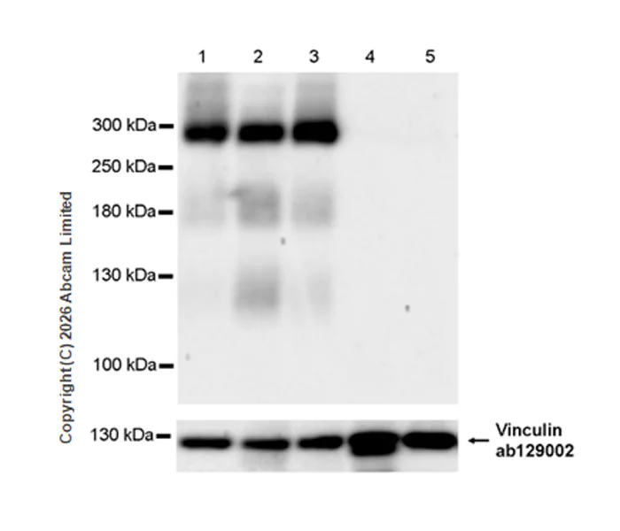 Western blot - Anti-Scn1a antibody [EPR29529-16] (AB325753)