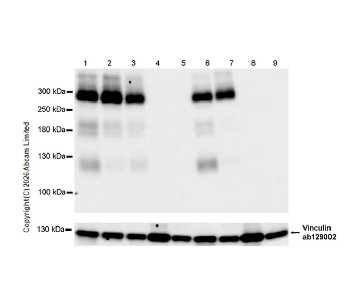 Western blot - Anti-Scn1a antibody [EPR29529-16] (AB325753)