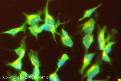 Immunocytochemistry/ Immunofluorescence - Anti-SCN2A antibody (AB65163)