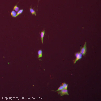 Immunocytochemistry/ Immunofluorescence - Anti-SCN3A antibody (AB65164)