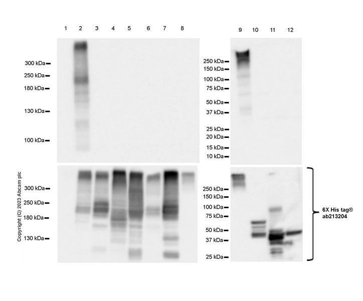 Western blot - Anti-SCN3A antibody [EPR25135-66] - BSA and Azide free (AB309474)