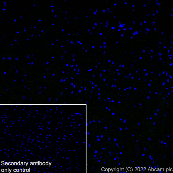 Immunohistochemistry (Frozen sections) - Anti-SCN4A antibody [EPR24138-282] (AB306585), expandable thumbnail