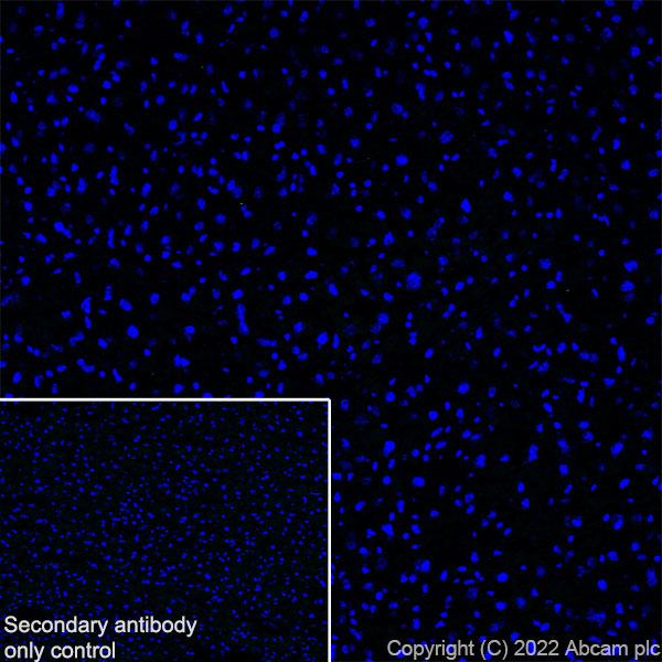 Immunohistochemistry (Frozen sections) - Anti-SCN4A antibody [EPR24138-282] (ab306585), expandable thumbnail