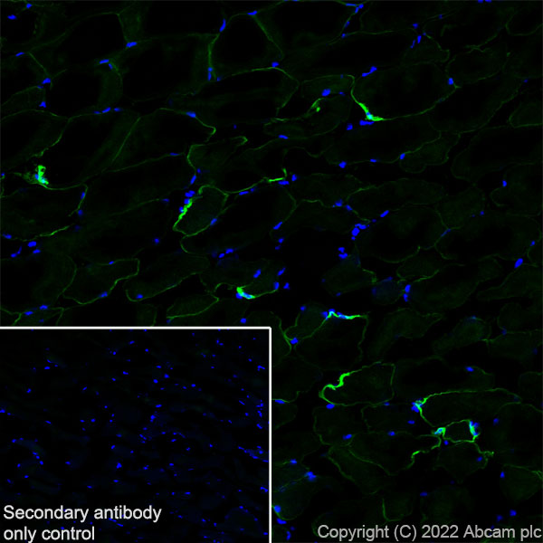 Immunohistochemistry (Frozen sections) - Anti-SCN4A antibody [EPR24138-282] (AB306585), expandable thumbnail
