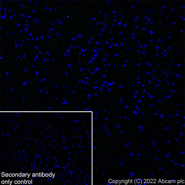 Immunohistochemistry (Frozen sections) - Anti-SCN4A antibody [EPR24138-282] (AB306585), expandable thumbnail