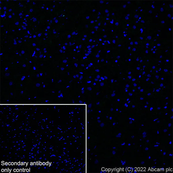 Immunohistochemistry (Frozen sections) - Anti-SCN4A antibody [EPR24138-282] (AB306585)