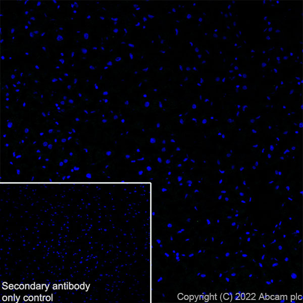 Immunohistochemistry (Frozen sections) - Anti-SCN4A antibody [EPR24138-282] (AB306585), expandable thumbnail