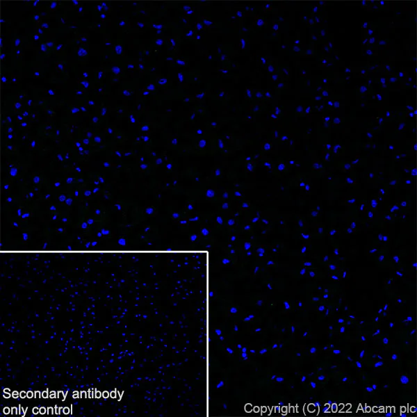 Immunohistochemistry (Frozen sections) - Anti-SCN4A antibody [EPR24138-282] (AB306585)