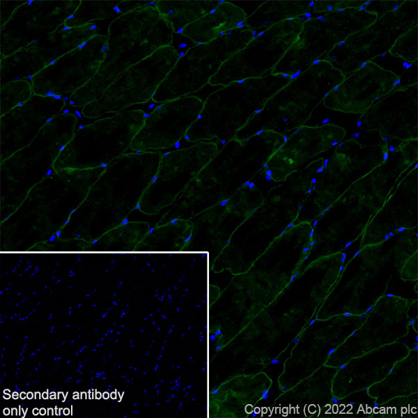Immunohistochemistry (Frozen sections) - Anti-SCN4A antibody [EPR24138-282] (AB306585), expandable thumbnail