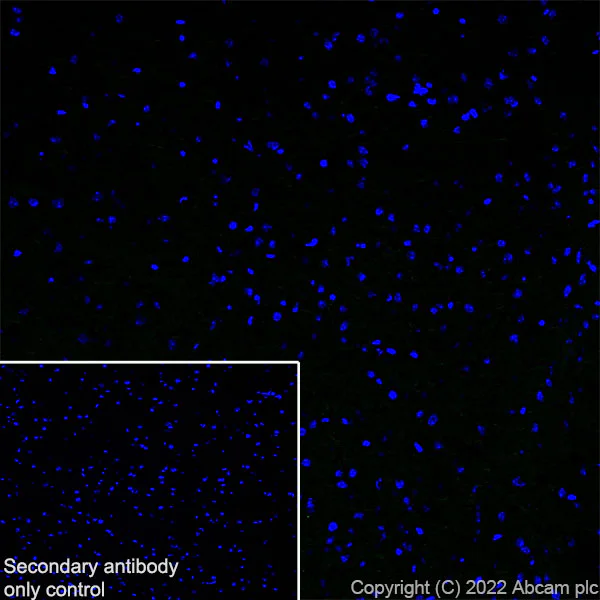 Immunohistochemistry (Frozen sections) - Anti-SCN4A antibody [EPR24138-282] - BSA and Azide free (AB306586)