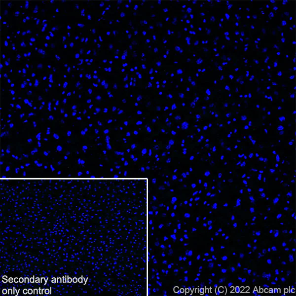 Immunohistochemistry (Frozen sections) - Anti-SCN4A antibody [EPR24138-282] - BSA and Azide free (AB306586)