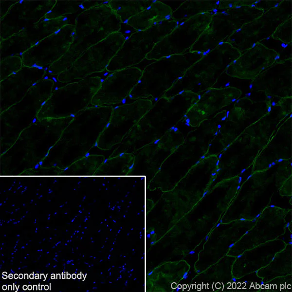 Immunohistochemistry (Frozen sections) - Anti-SCN4A antibody [EPR24138-282] - BSA and Azide free (AB306586)