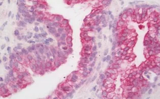 Immunohistochemistry (Formalin/PFA-fixed paraffin-embedded sections) - Anti-SCN4B antibody (AB219816)