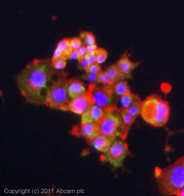 Immunocytochemistry/ Immunofluorescence - Anti-SCN4B antibody (AB80539)