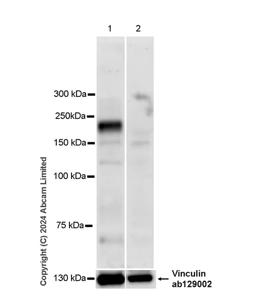 Western blot - Anti-SCN7A antibody [EPR27096-569] - BSA and Azide free (AB324823)