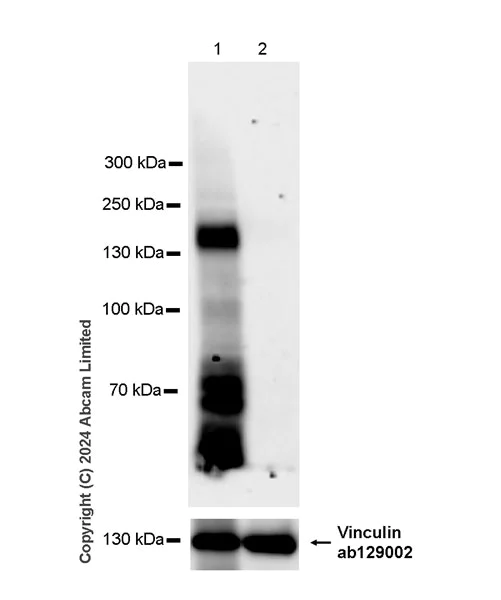 Western blot - Anti-SCN7A antibody [EPR27096-569] - BSA and Azide free (AB324823)