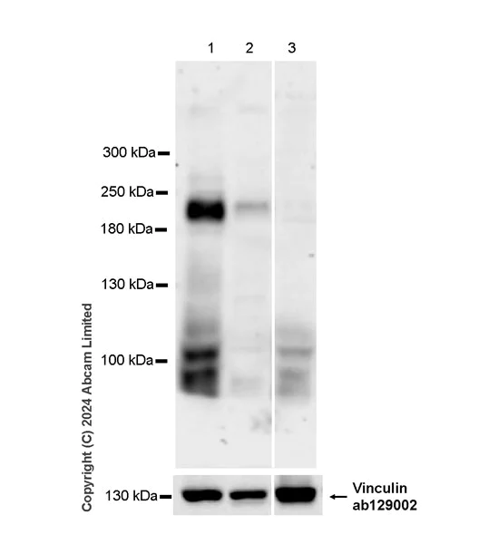 Western blot - Anti-SCN7A antibody [EPR27096-569] - BSA and Azide free (AB324823)