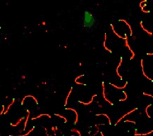 Immunocytochemistry/ Immunofluorescence - Anti-SCP1 antibody (AB15090)