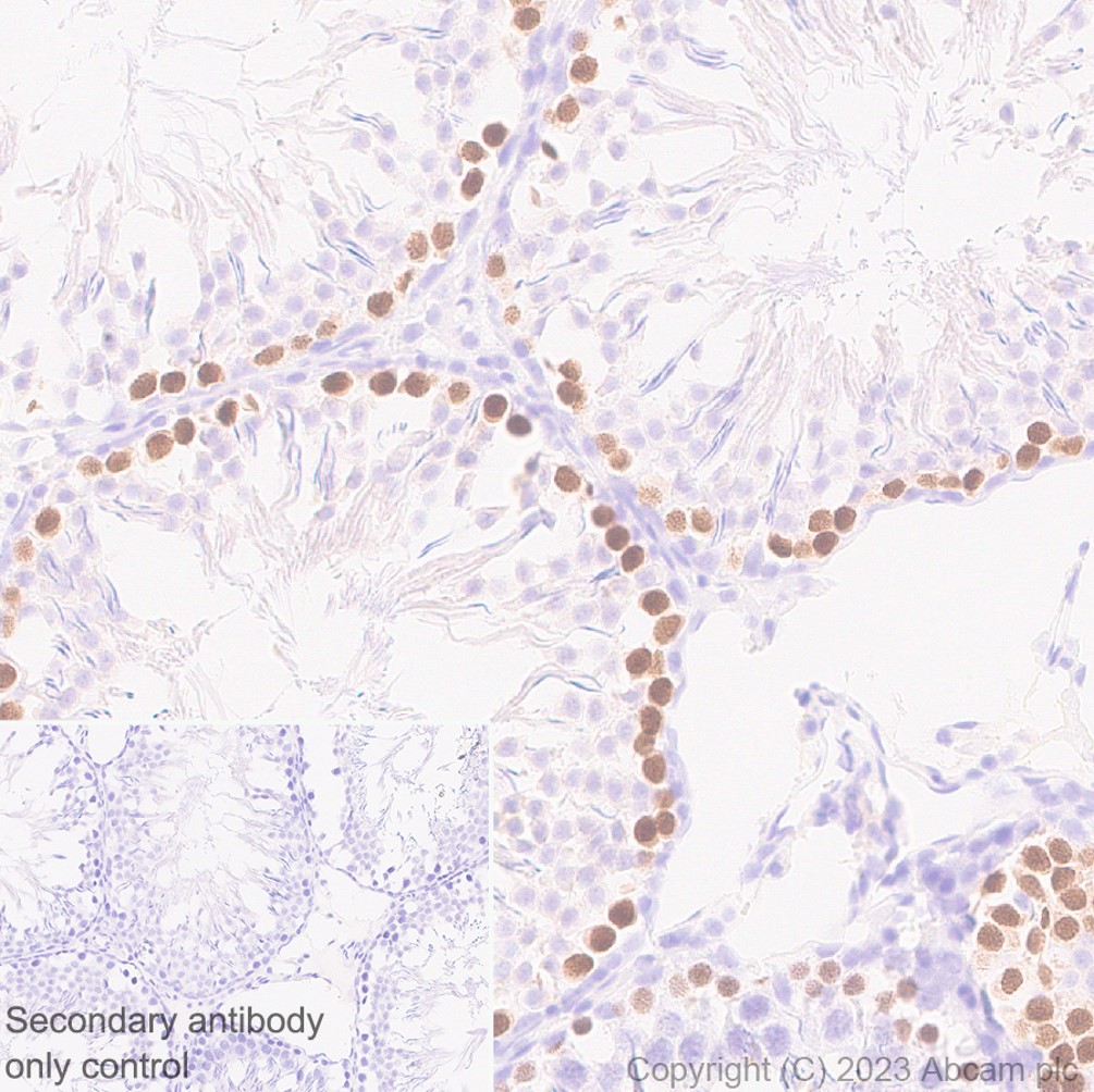 Immunohistochemistry (Formalin/PFA-fixed paraffin-embedded sections) - Anti-SCP1 antibody [EP7918] (AB175191), expandable thumbnail