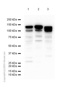 Western blot - Anti-SCP1 antibody [EP7918] (AB175191), expandable thumbnail