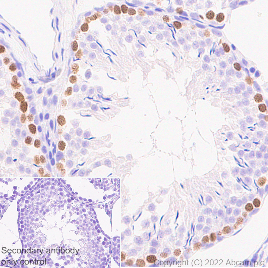 Immunohistochemistry (Formalin/PFA-fixed paraffin-embedded sections) - Anti-SCP1 antibody [EPR27085-83] (ab303520), expandable thumbnail