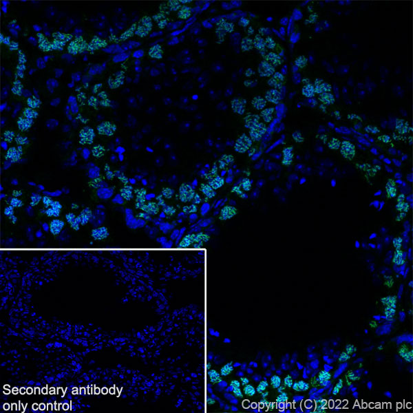 Immunohistochemistry (Frozen sections) - Anti-SCP1 antibody [EPR27085-83] (AB303520), expandable thumbnail