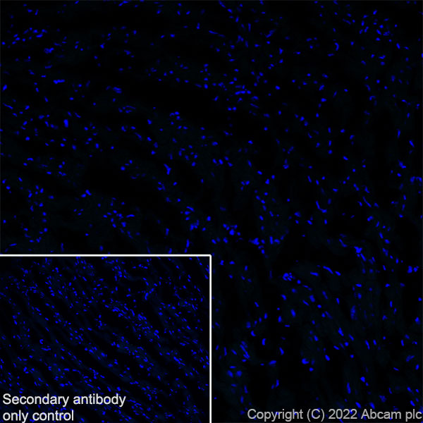 Immunohistochemistry (Frozen sections) - Anti-SCP1 antibody [EPR27085-83] (AB303520), expandable thumbnail