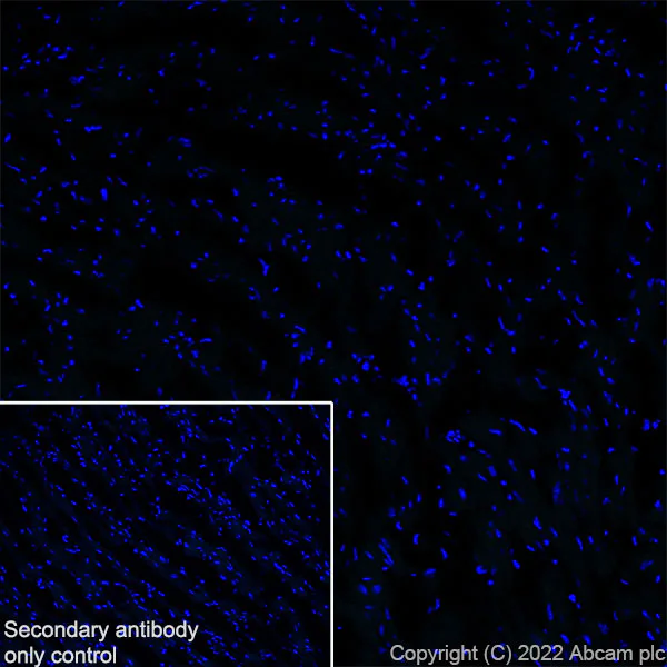 Immunohistochemistry (Frozen sections) - Anti-SCP1 antibody [EPR27085-83] (AB303520)